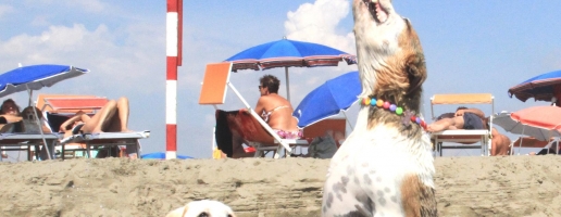 Cani in spiaggia, istruzioni per l’uso
